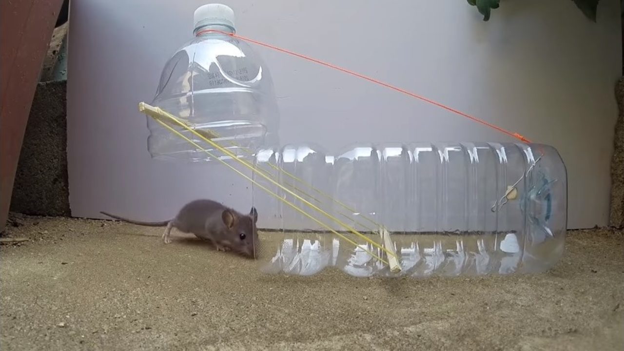 how to make a mousetrap