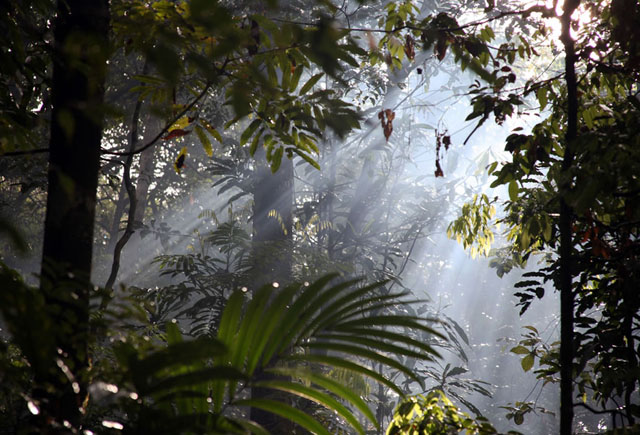 31 Mind Blowing Photographs of Amazon Forest