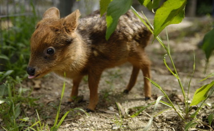 6 Cutest Photos of the Smallest Deer in the World