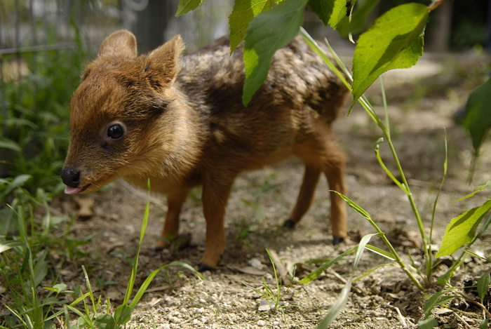 6 Cutest Photos of the Smallest Deer in the World