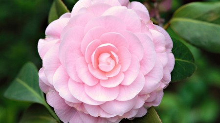 30 Beautiful Flower Pictures - BeautyHarmonyLife