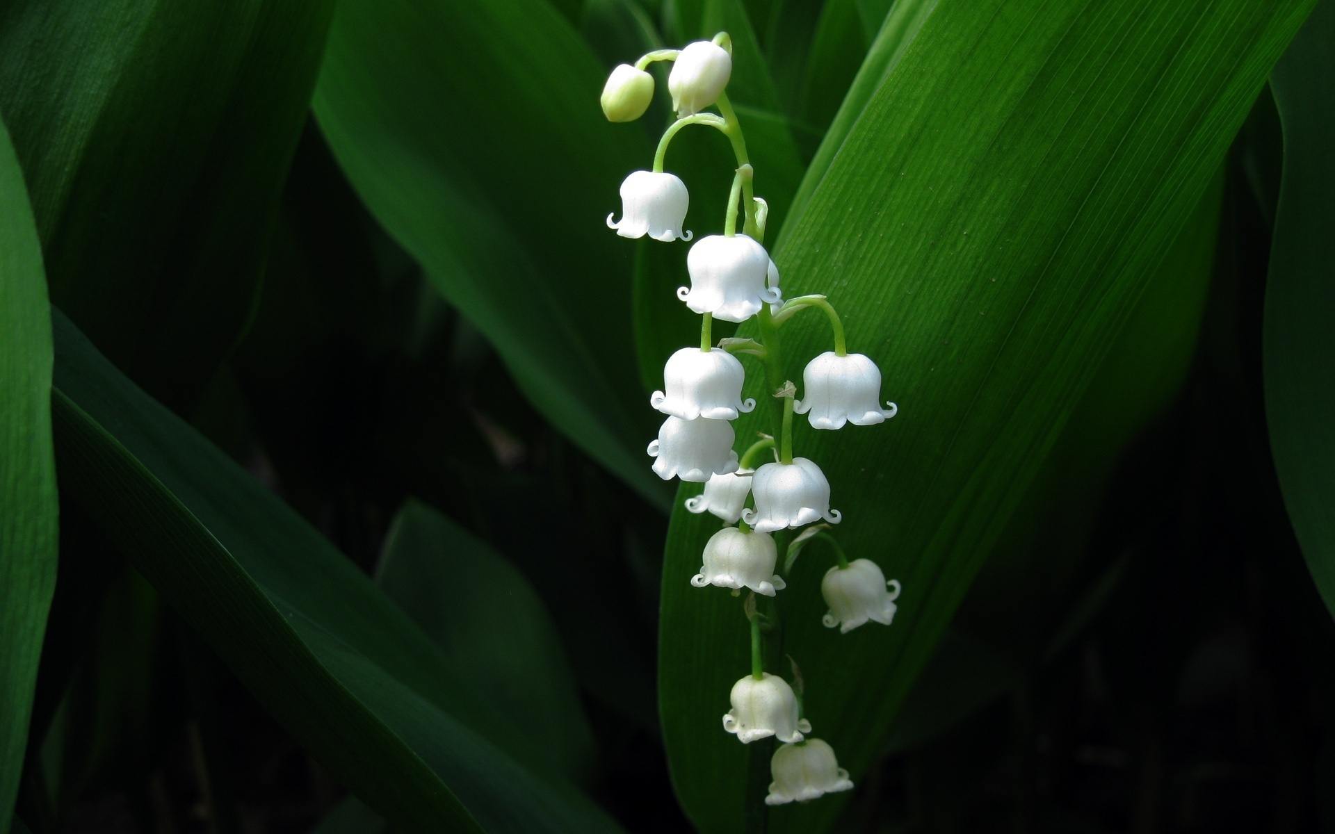 30 Beautiful Flower Pictures - BeautyHarmonyLife