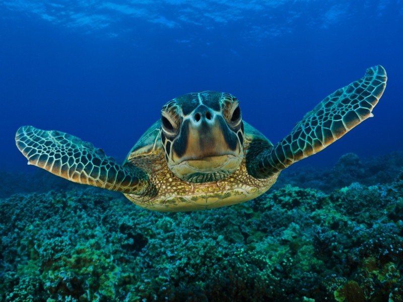 23 Images for the Beautiful and Amazing Underwater Animals World