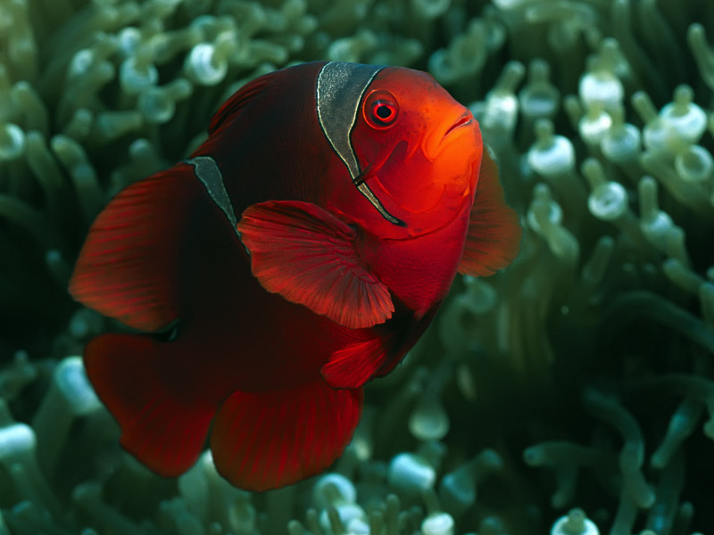 23 Images for the Beautiful and Amazing Underwater Animals World