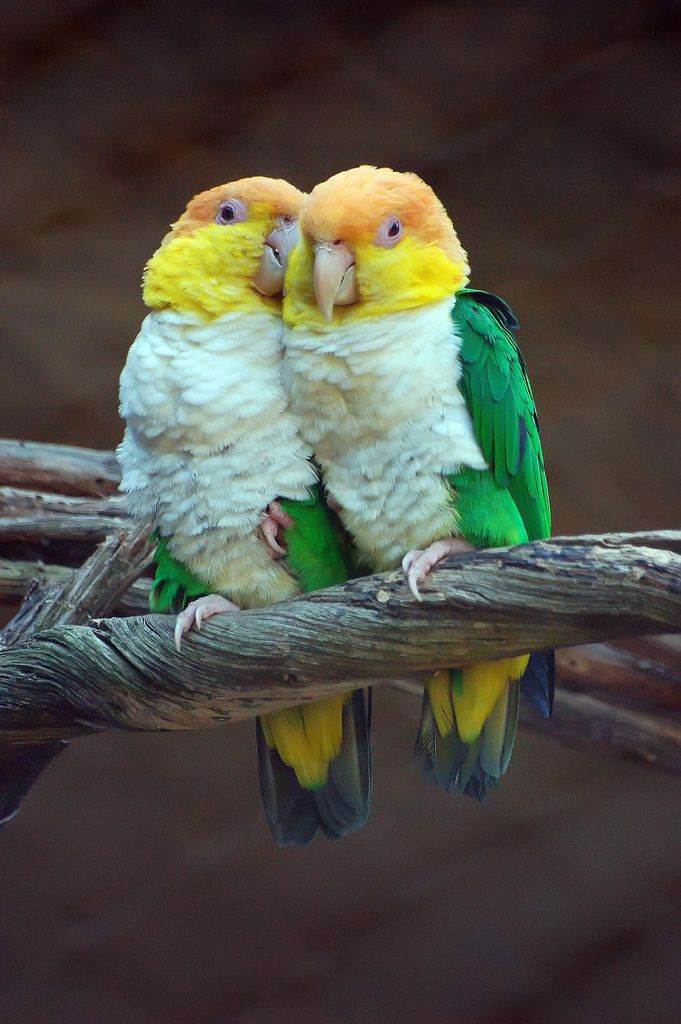 15 Exclusive Photos from the Animal World and their Love