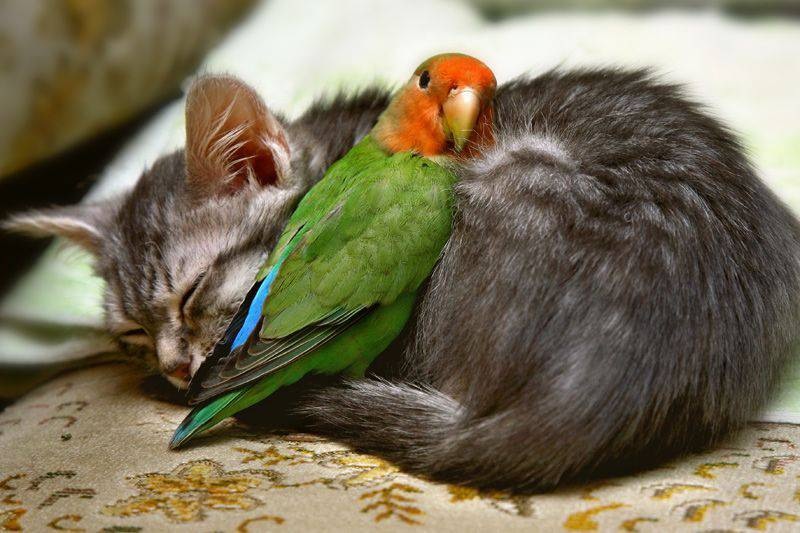 18 Beautiful Images of Friendship and Love of Various Animals