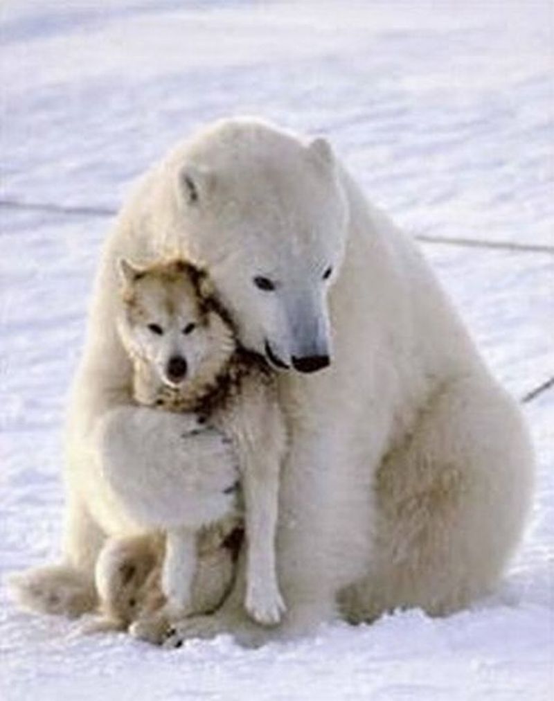 18 Beautiful Images of Friendship and Love of Various Animals