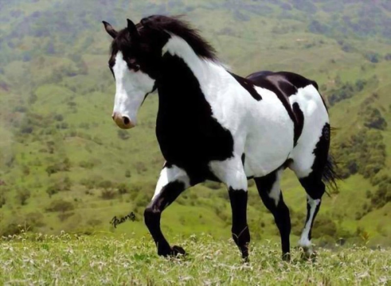 Top 10 Horses Pictures