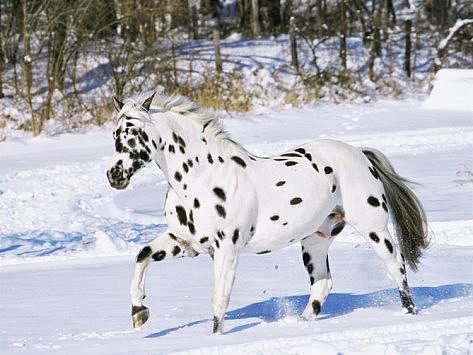 Top 10 Horses Pictures
