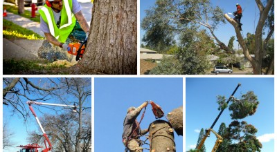 Tree Felling Costs – Important Considerations