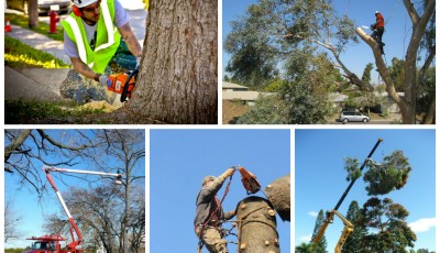 Tree Felling Costs – Important Considerations