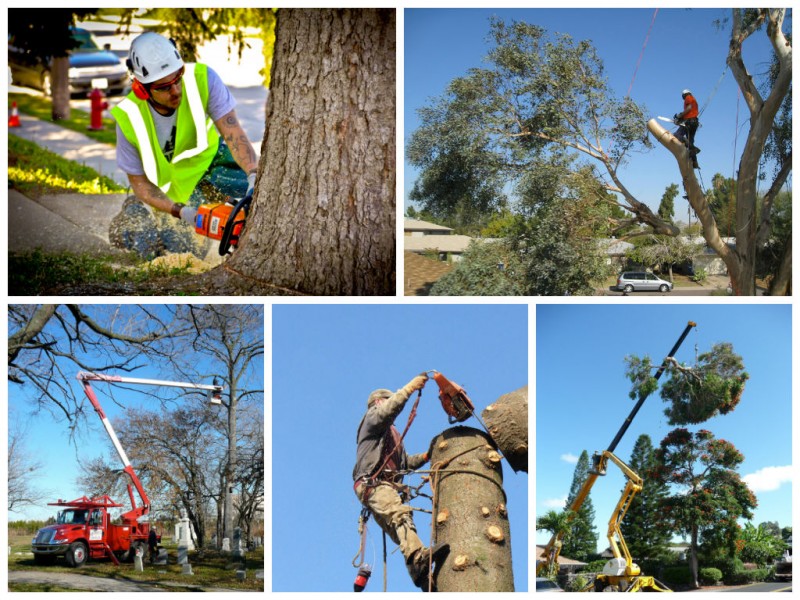 Tree Felling Costs - Important Considerations