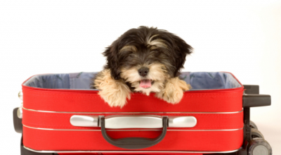 How to Travel With Your Dog