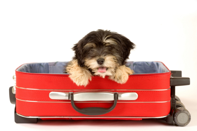 How to Travel With Your Dog