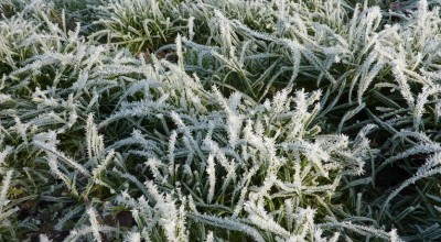 Maintaining your Lawn in the Winter