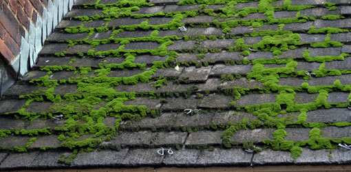 Preliminary DIY roof inspection and maintenance tips for homeowners