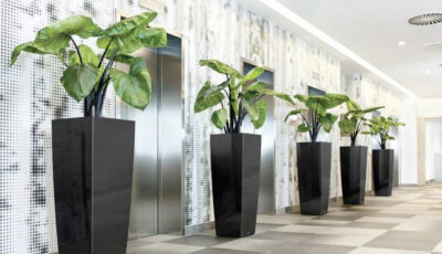 Why Rent Plants For The Office When You Can Buy?