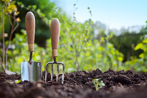 Gardening Basics for Beginners