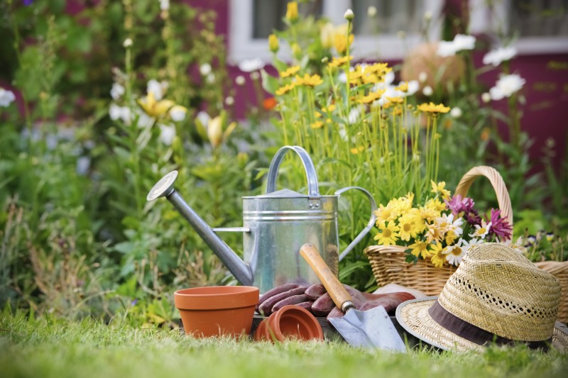 Gardening Basics for Beginners