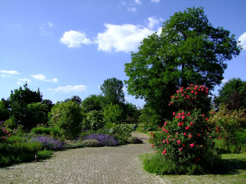 Create Low Maintenance Landscapes Using Trees