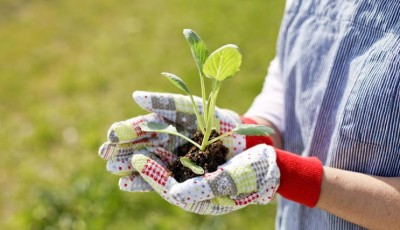 Tips on Taking Your Garden to Your New Home