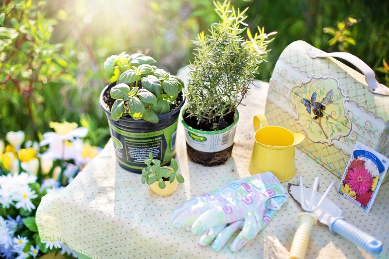 Your Garden Requires Extra Care in Summer