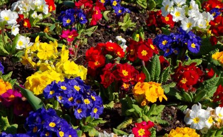 Your Garden Requires Extra Care in Summer