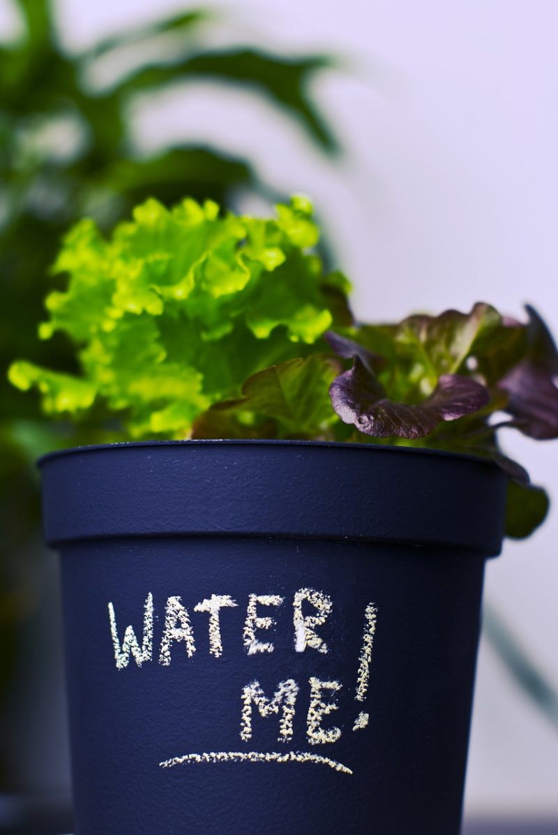4 Ingenious Tips for Urban Gardener
