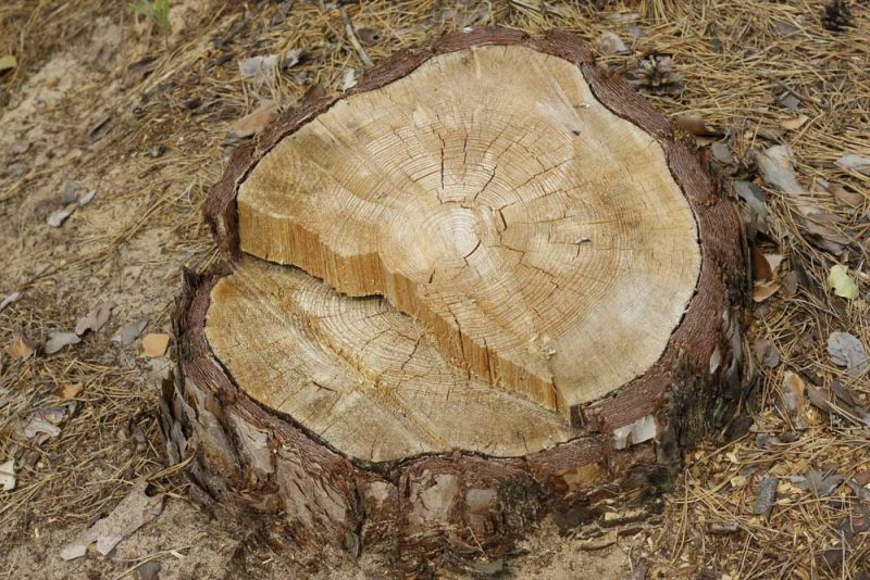 Why Need to Remove Tree Stump from Your Garden?