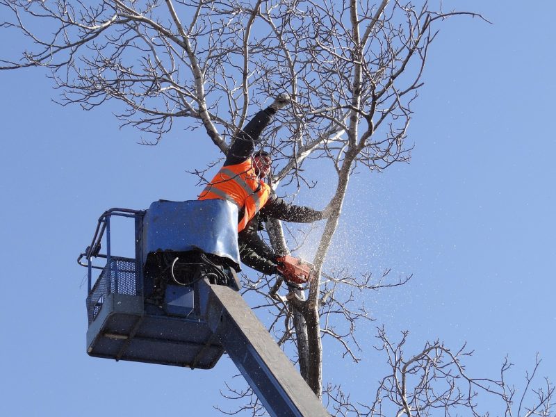 Why Would You Hire the Tree Removal Service?