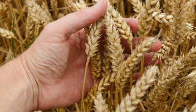 The Great Roundup Ready Crop Debate – What You Need To Know