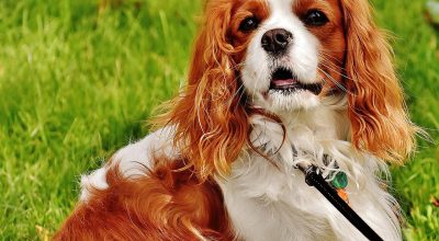 Find out your Personality traits Depending on your Favorite Small Dog Breed!