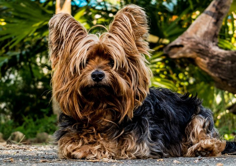 Find out your Personality traits Depending on your Favorite Small Dog Breed!