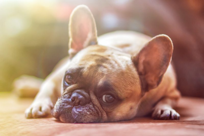 Find out your Personality traits Depending on your Favorite Small Dog Breed!