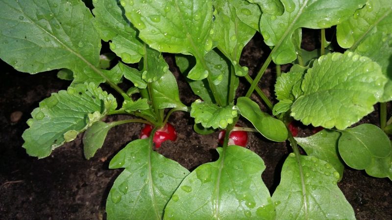 Beginner’s Guide To Veganic Gardening