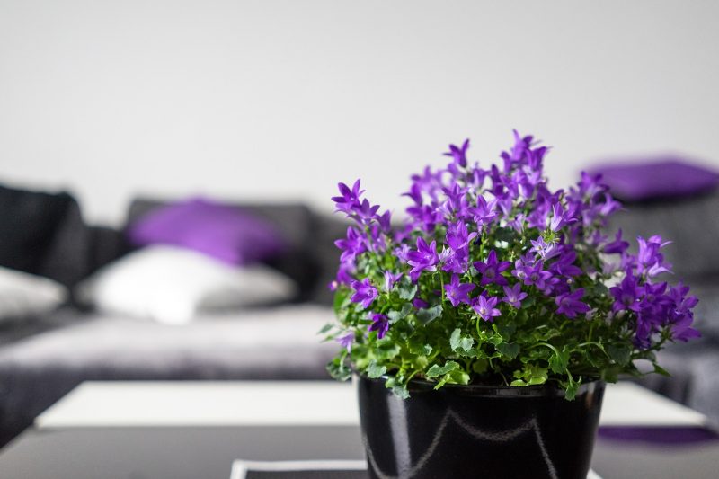 5 Types of Flowers That Can Help You to Fall Asleep Easier and Can Improve Your Sleep