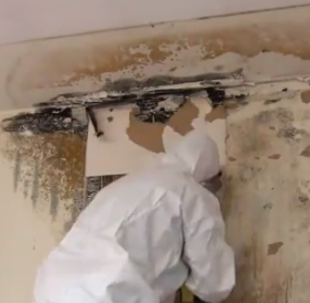 Mold Remediation by Contractor VS DIY
