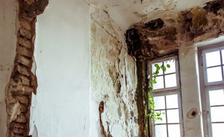 The Dangers of Mold and Why it Needs to be Removed
