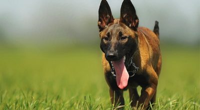 7 Ball Throwers for a Man’s Best Friend