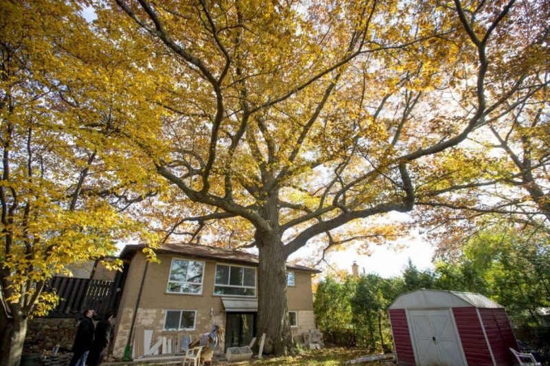 How Trees Can Improve Your Quality Of Life