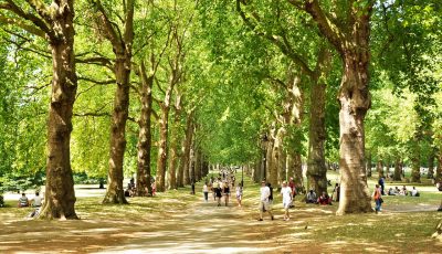 How Trees Can Improve Your Quality Of Life