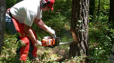 Things To Consider Before Buying a Cheap Chainsaw