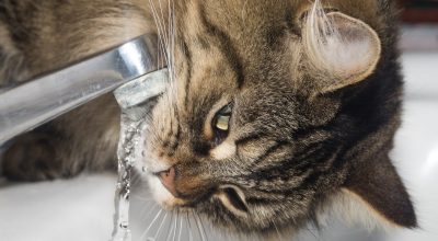 Can Tap Water Be Harmful To My Health?