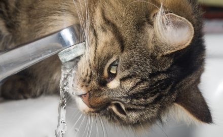 Can Tap Water Be Harmful To My Health?