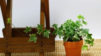 An Overview of the Different Indoor Plants Available Online