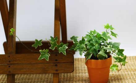 An Overview of the Different Indoor Plants Available Online