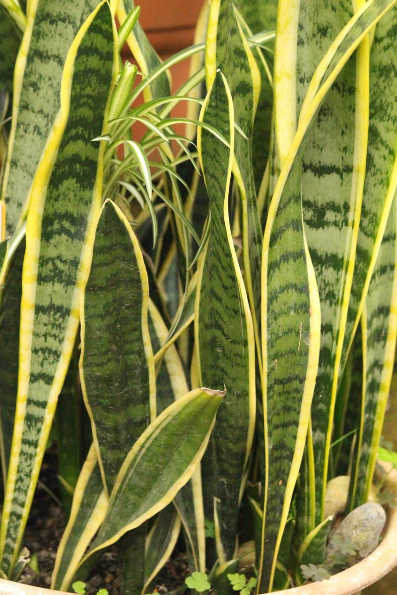 An Overview of the Different Indoor Plants Available Online