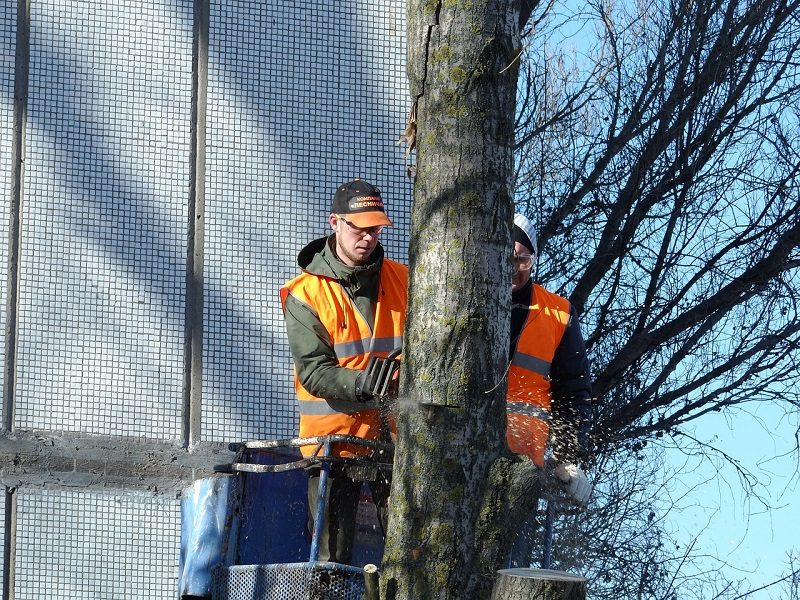 Reasons To opt For Tree Removal Services