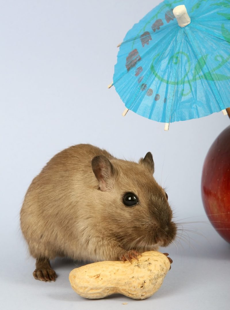 Get Rid of Rodents with these Rodent Control Tips!