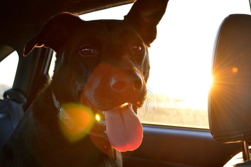 A Guide for Drivers to Traveling with Your Dog